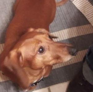 Meet your Posher, Dan